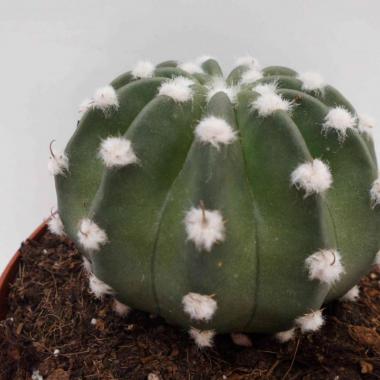 Echinopsis denudatun